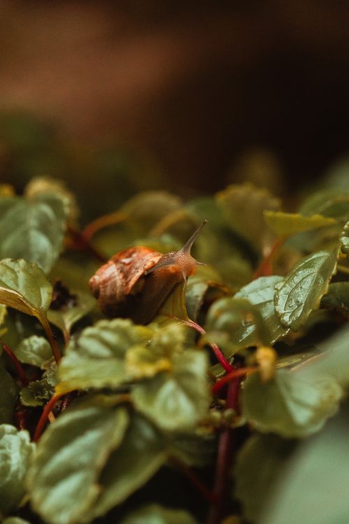 Free A detailed view of a snail crawling over vibrant green leaves in a natural setting. Stock Photo