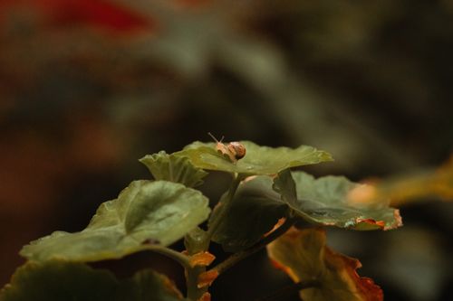 Free Close-up of a small snail on a green leaf in an earthy, natural environment. Stock Photo