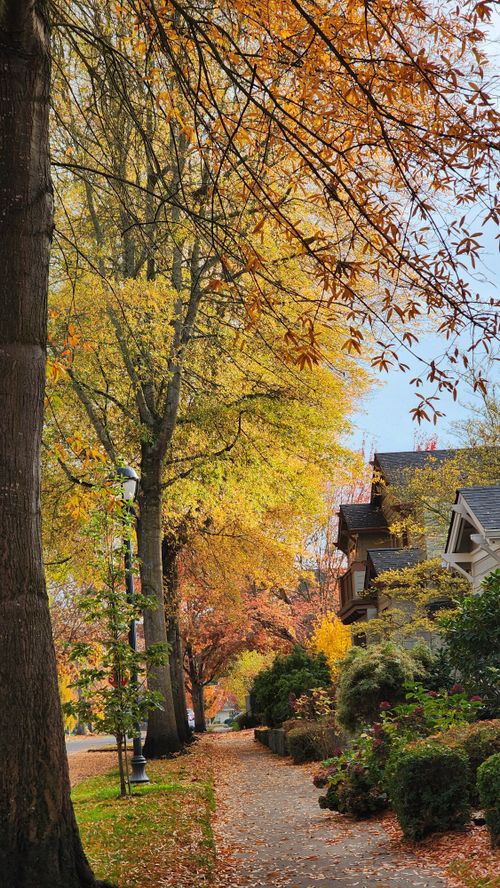 Free Charming sidewalk lined with autumn trees and vibrant leaves, capturing the essence of fall. Stock Photo