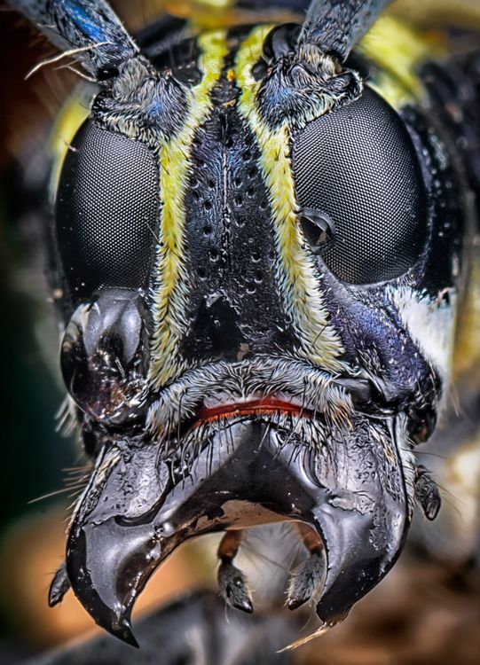 Real Insect Head Extreme Close-Up of Insect Head · Free Stock Photo
