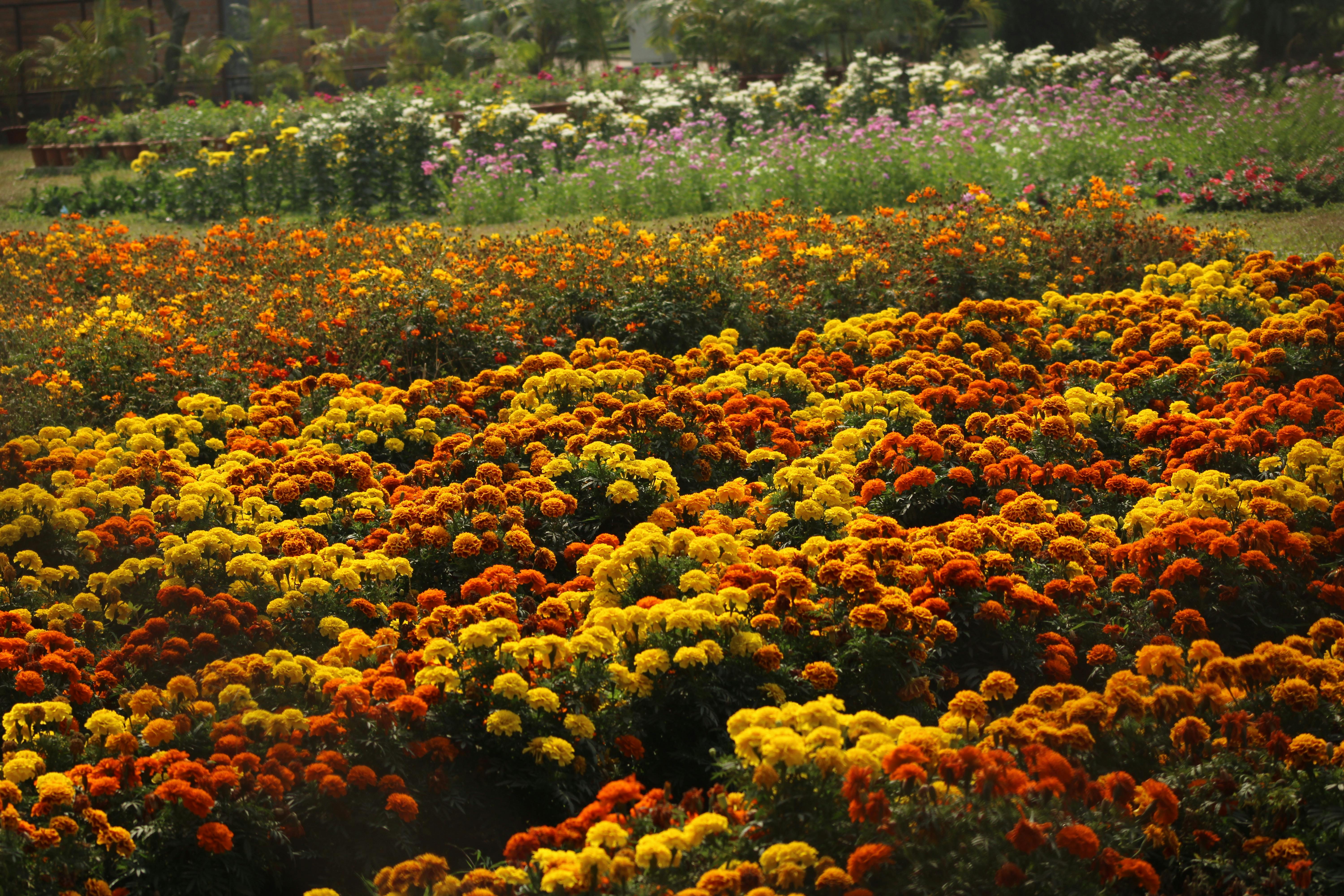 Paysagiste entre particuliers votre ville - Askaide