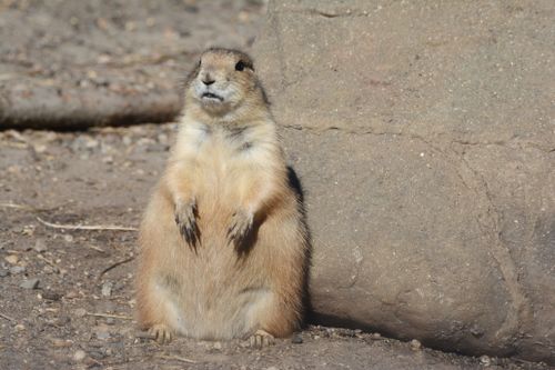 Free Adorable prairie dog basking in the sun at a Minnesota zoo, displaying curiosity and furry cuteness. Stock Photo