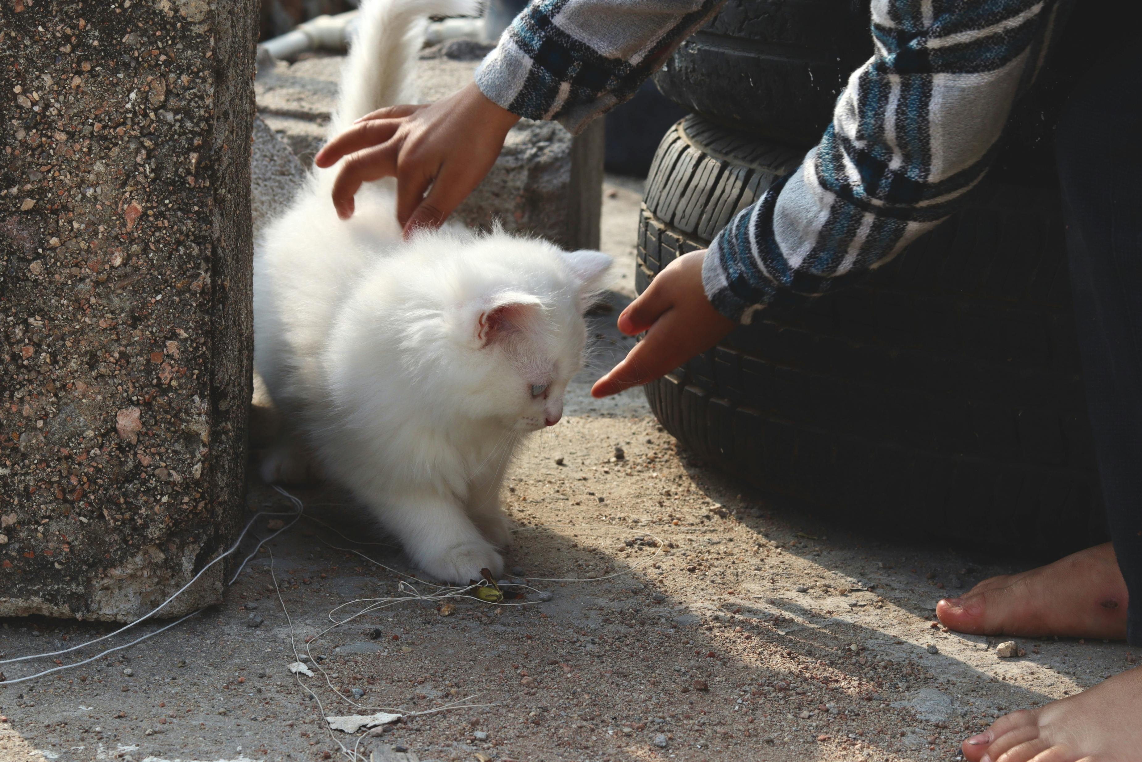 pet care pet safety — Photo by Fahad Puthawala on Pexels