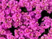 Vibrant Pink Kalanchoe Blossfeldiana Flowers