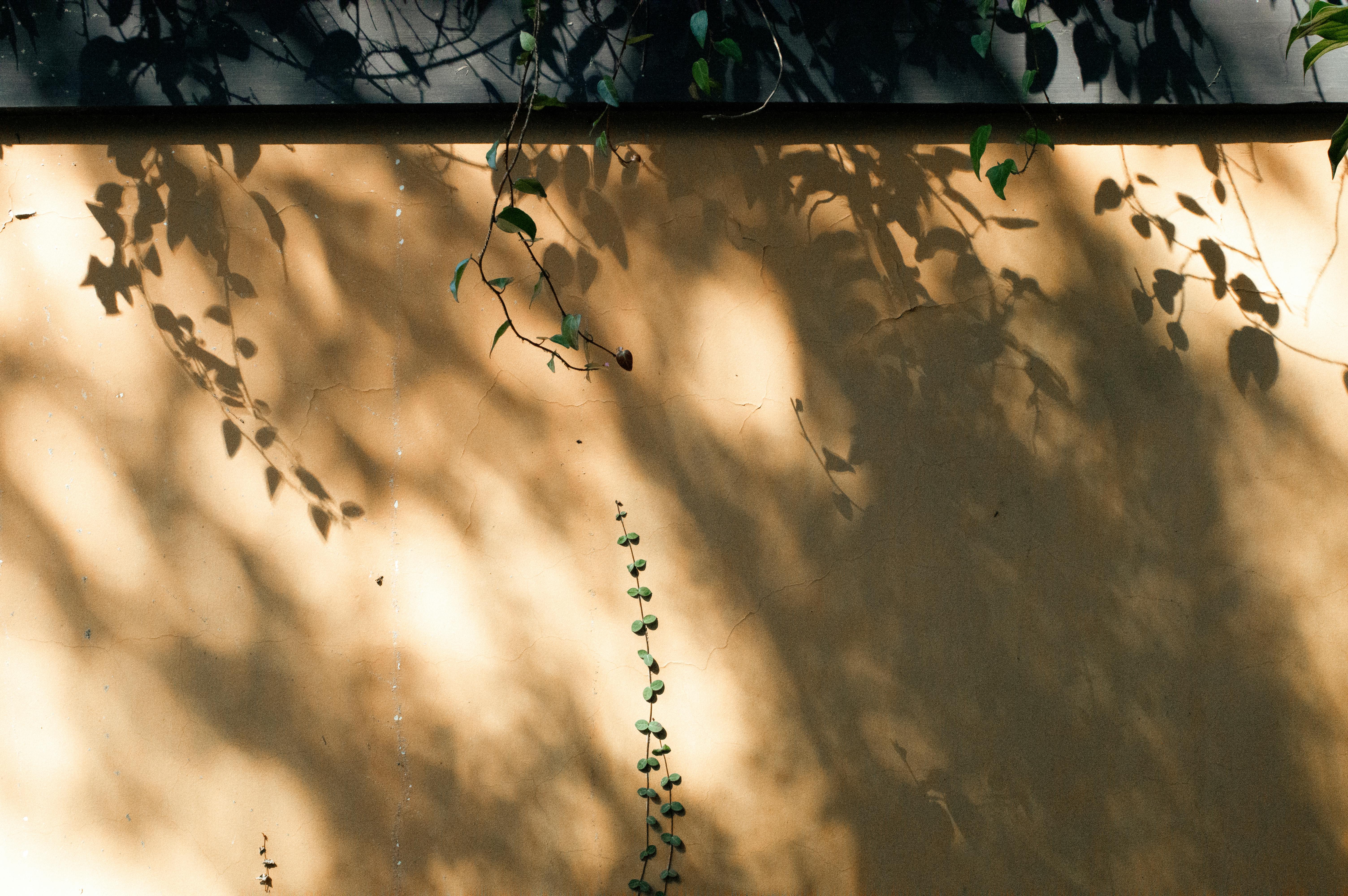 Gratis La tenue luce del sole proietta le ombre delle foglie su una parete esterna. Foto a disposizione