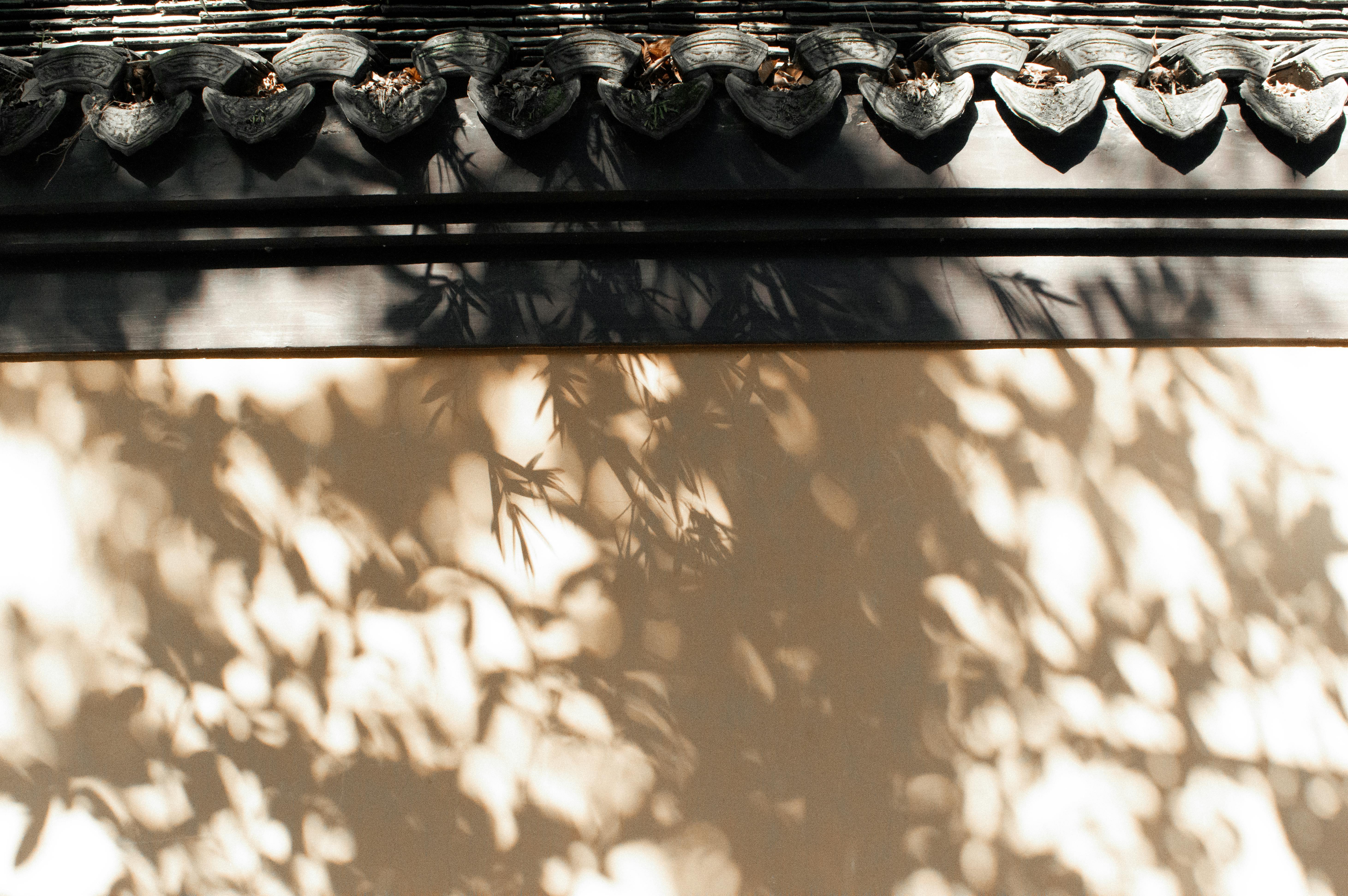 Gratis Bayangan dedaunan yang indah terpantul di dinding tradisional Asia, mengabadikan momen yang tenang. Foto Stok