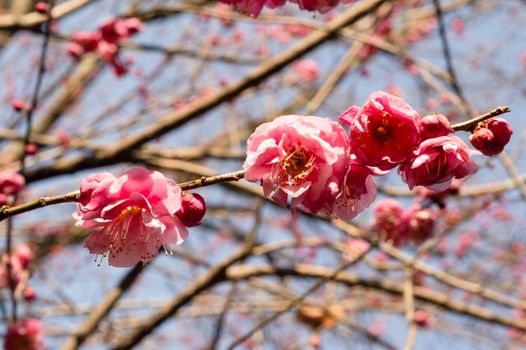 red plum blossom pink