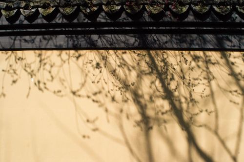 Free Artistic depiction of tree shadows cast on an Asian-inspired wall. Stock Photo