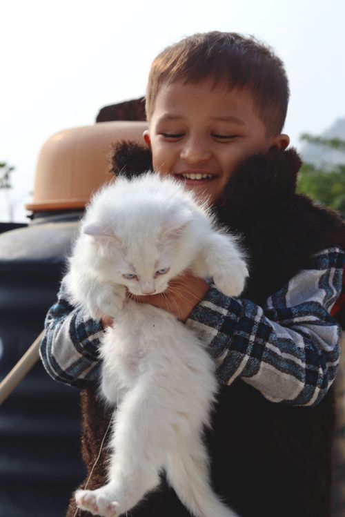 Free A joyful child lovingly holding a fluffy white kitten on a sunny day. Stock Photo