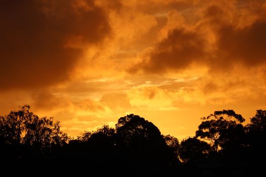 Vibrant sunset with golden clouds and silhouetted trees in Hamilton, VIC.