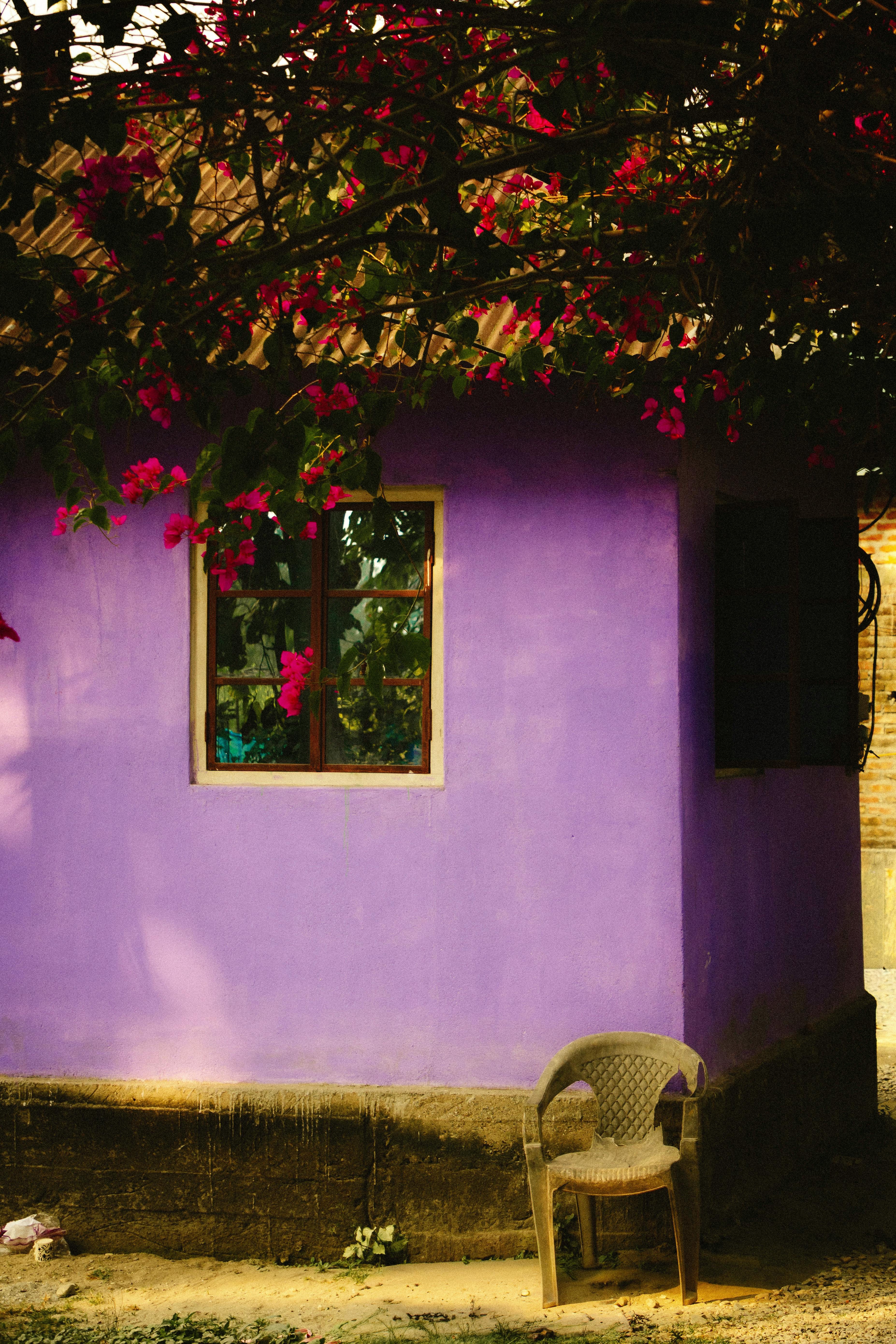 Gratis Una pittoresca casa viola adornata con fiori di bouganville, che evoca un'atmosfera serena e tropicale. Foto a disposizione