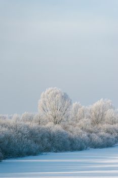 Serene winter landscape showcasing snow-covered trees in Belarus.