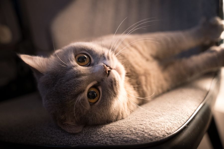 Whiskas vị cá biển 1.2kg
