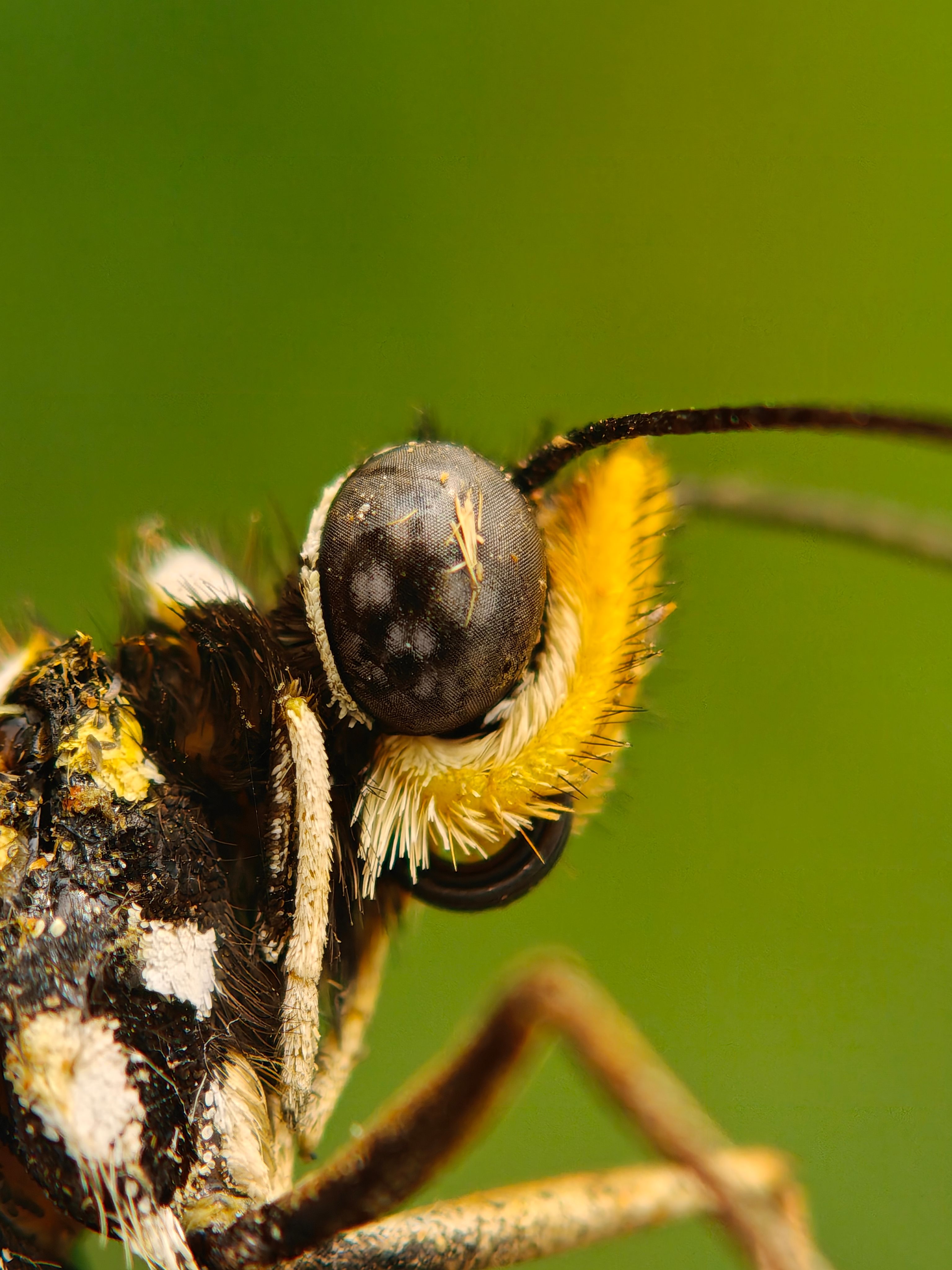 Close-up of a Detailed Insect Head on Green Background · Free Stock Photo