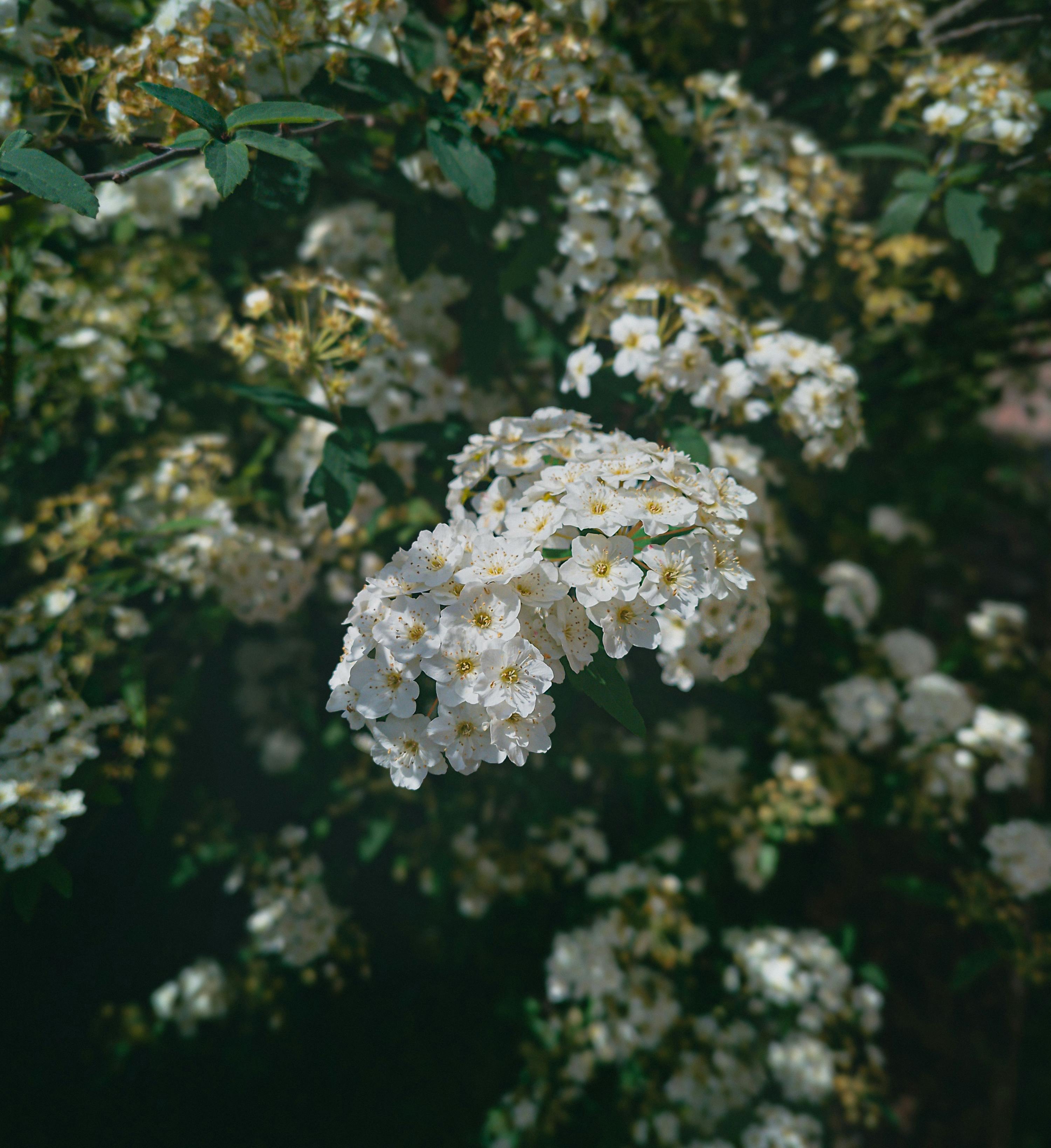 [ColoSach]-a-vibrant-close-up-of-white-spiraea-flowers-in-full-bloom,-capturing-nature's-beauty.