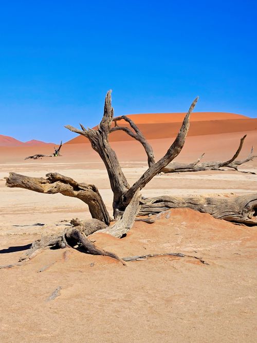 Free Breathtaking view of the unique arid desert landscape with dead trees and sand dunes in Sossusvlei, Namibia. Stock Photo