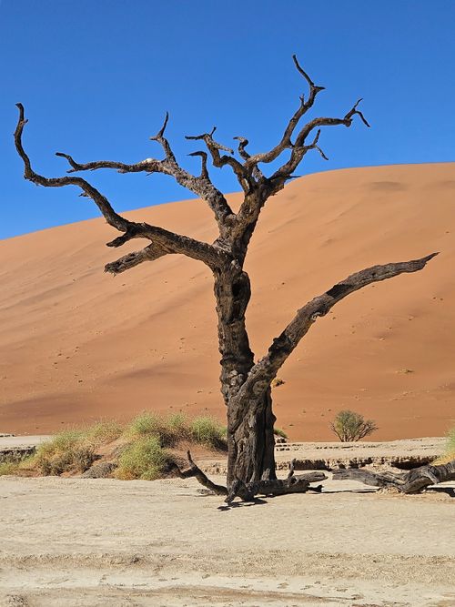 Free Striking, barren tree set against the sand dunes of Sossusvlei, Namibia under a vivid blue sky. Stock Photo