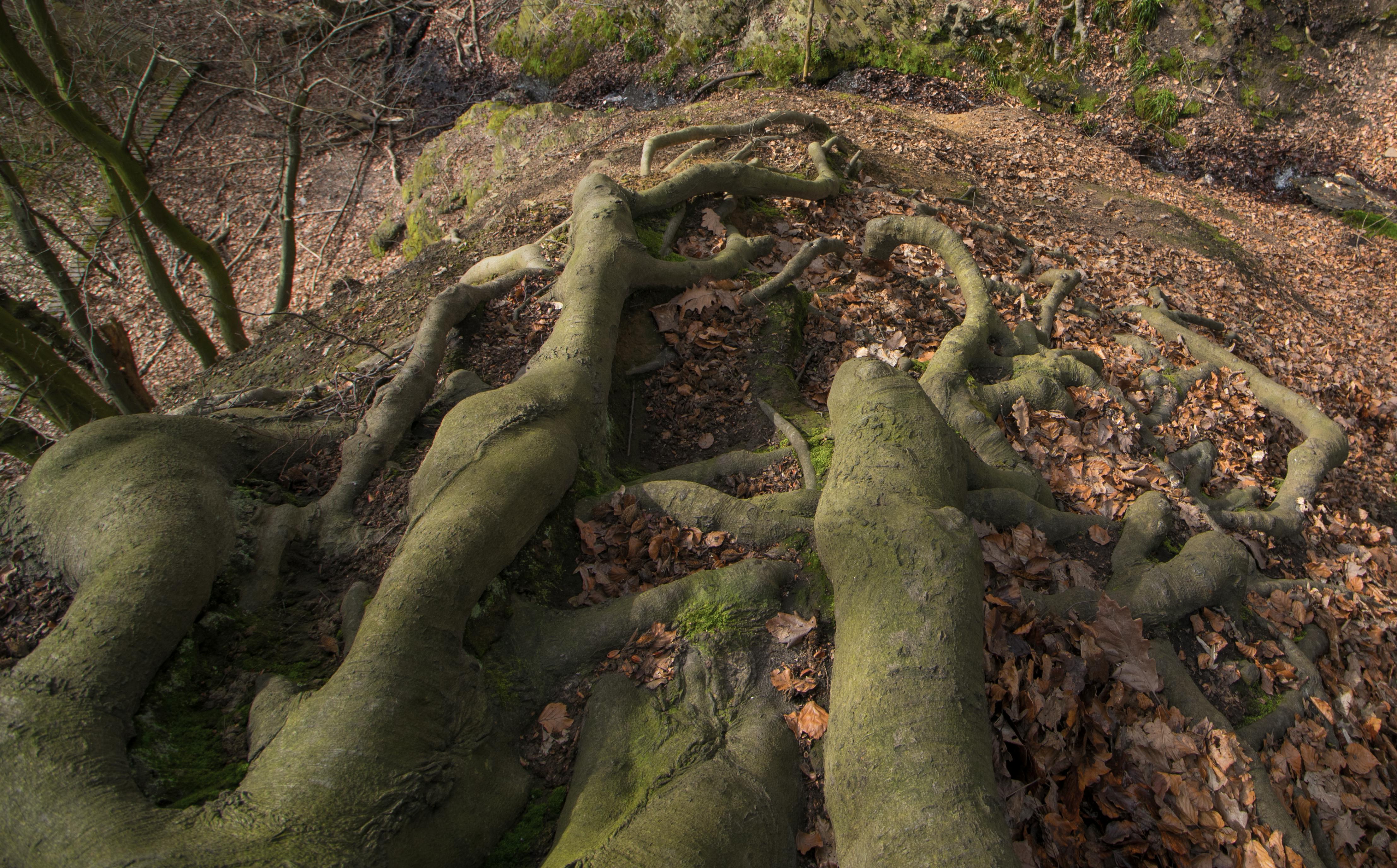 Free stock photo of nature, roots, tree