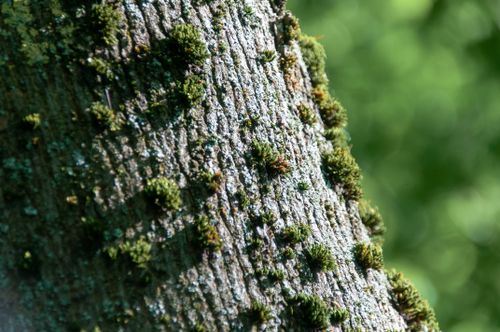 Free Detailed shot of tree bark covered with lush green moss, highlighting texture and nature's beauty. Stock Photo