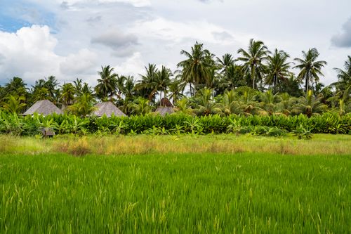 Free Lush green rice field with palm trees and traditional huts in Bali, Indonesia. Stock Photo