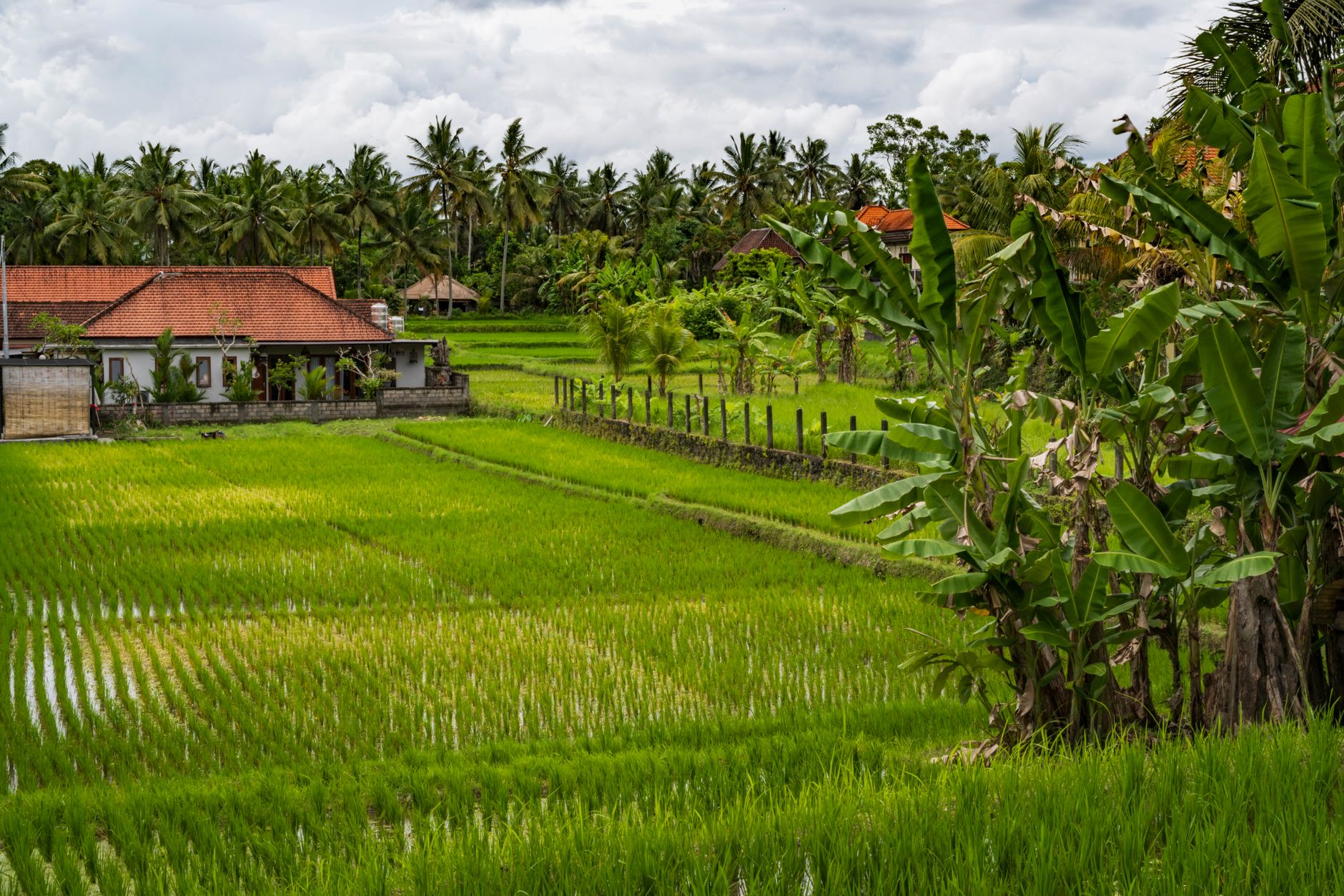 Scenic view of rice paddies and tropical landscape in Bali, Indonesia.