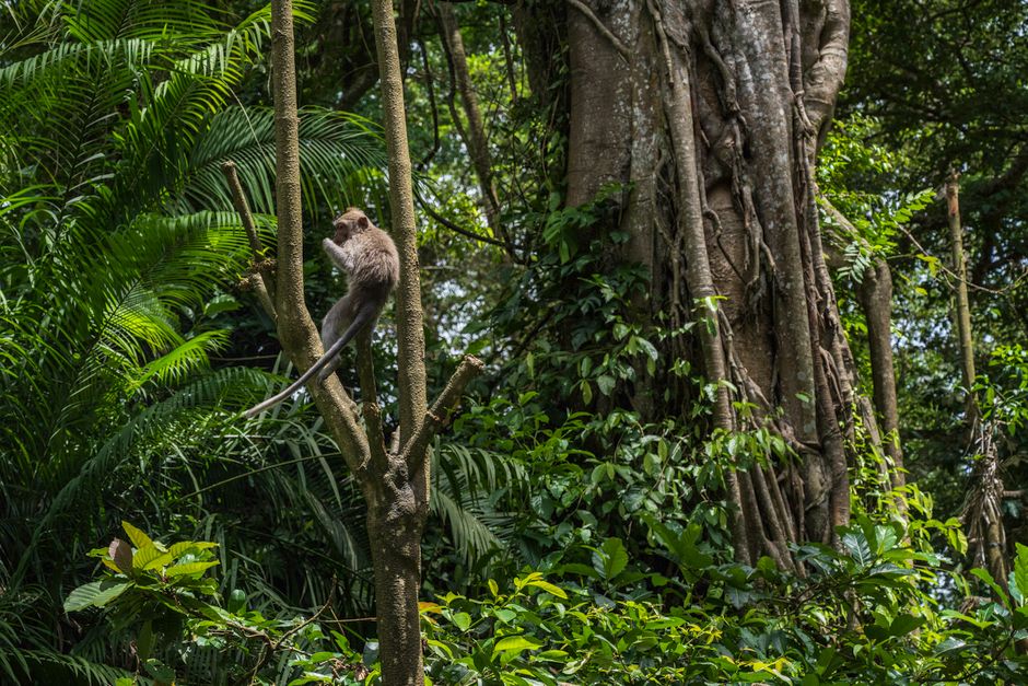 A monkey perched on a tree branch amidst the dense foliage of Bali's tropical jungle.