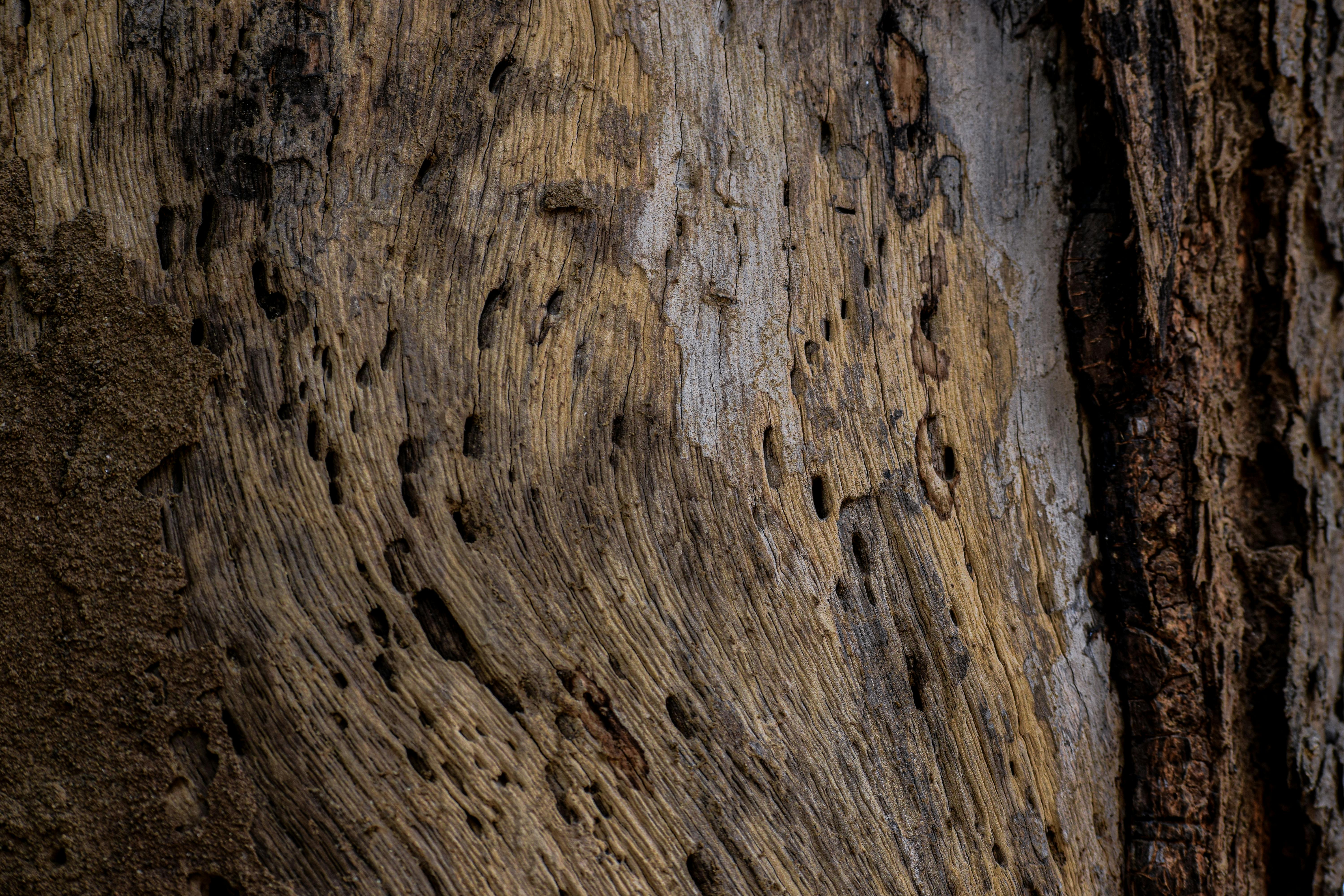 Termite Prevention Services