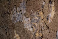 Textured Close-Up of Weathered Tree Bark