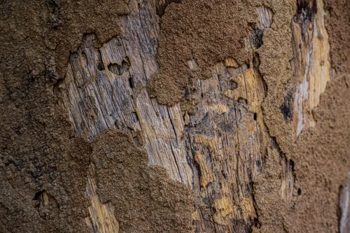Free Detailed view of tree bark with intricate textures and earthy tones. Stock Photo