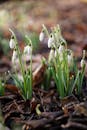 Close-up of Snowdrops Blooming in Early Spring Soil