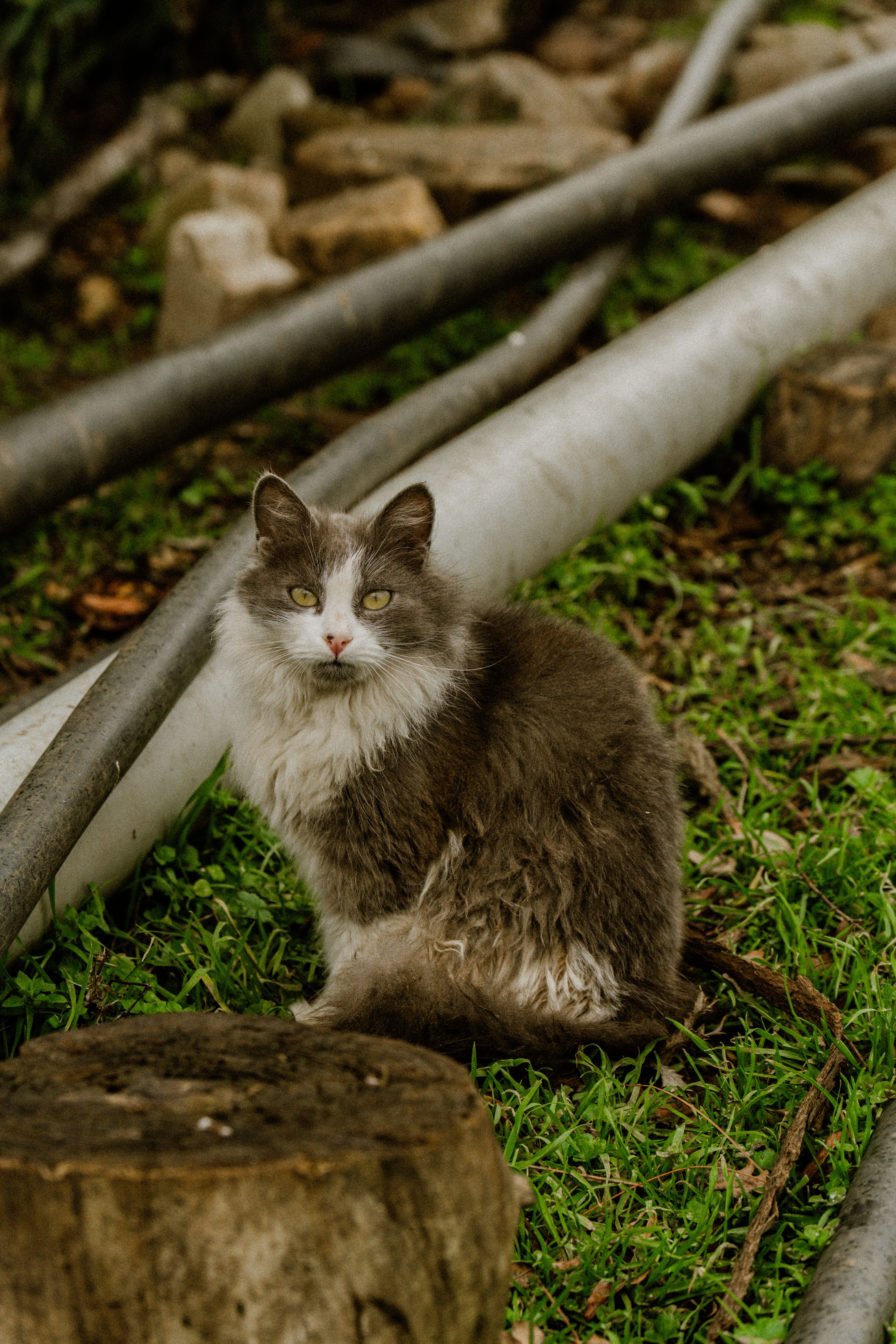 Fluffy Grey Cat Sitting Outdoors on Green Grass · Free Stock Photo
