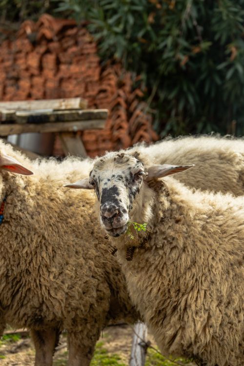 Free Close-up of sheep grazing in a rustic outdoor setting with natural background. Stock Photo