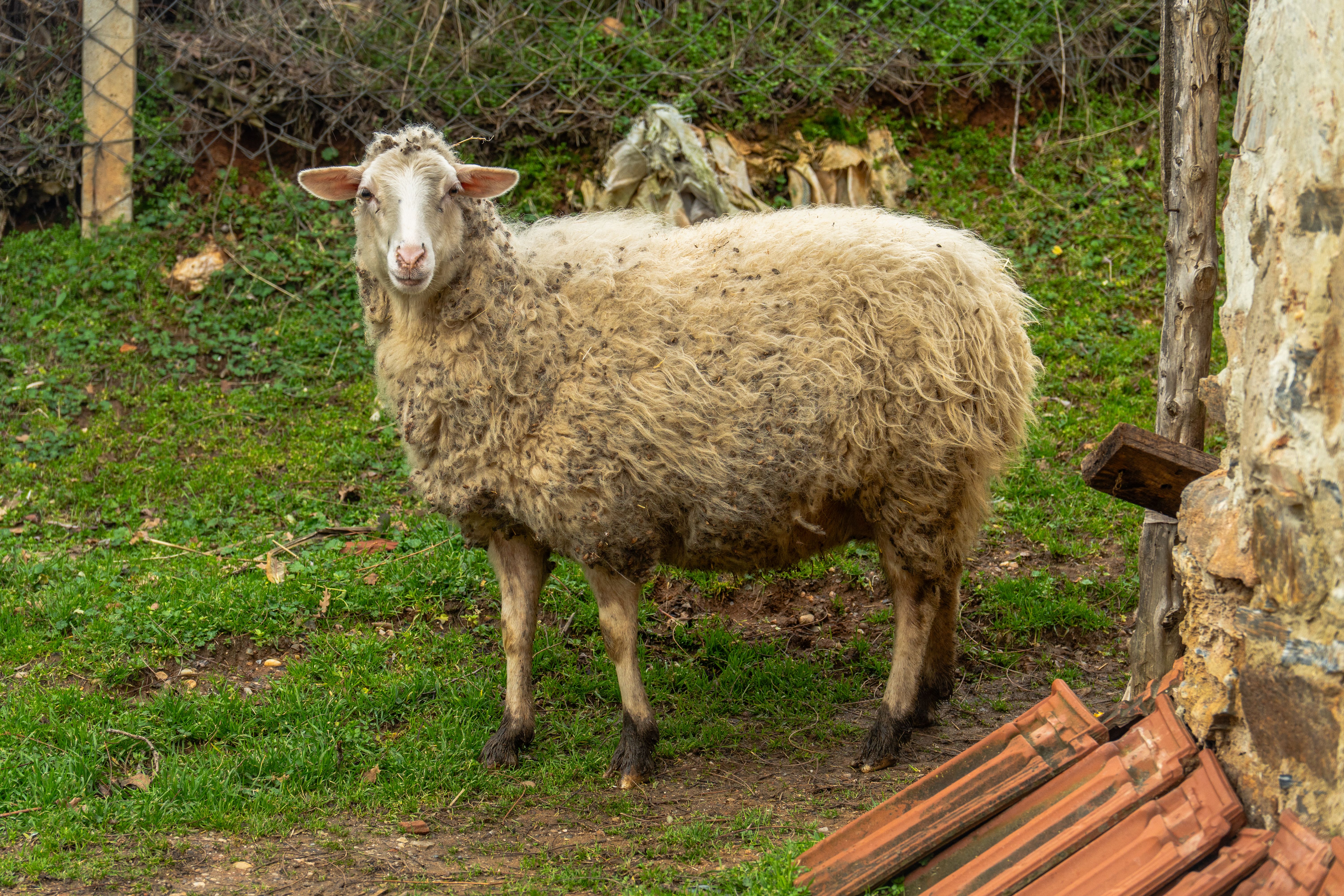 Rustic Scene with Fluffy Sheep in Pasture · Free Stock Photo