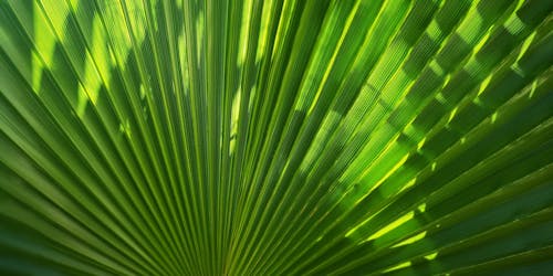 Foto profissional grátis de conhecimento, ecológico, folhas