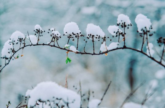 Close-up of a branch covered in snow with a few green leaves peeking through, showcasing winter contrast.