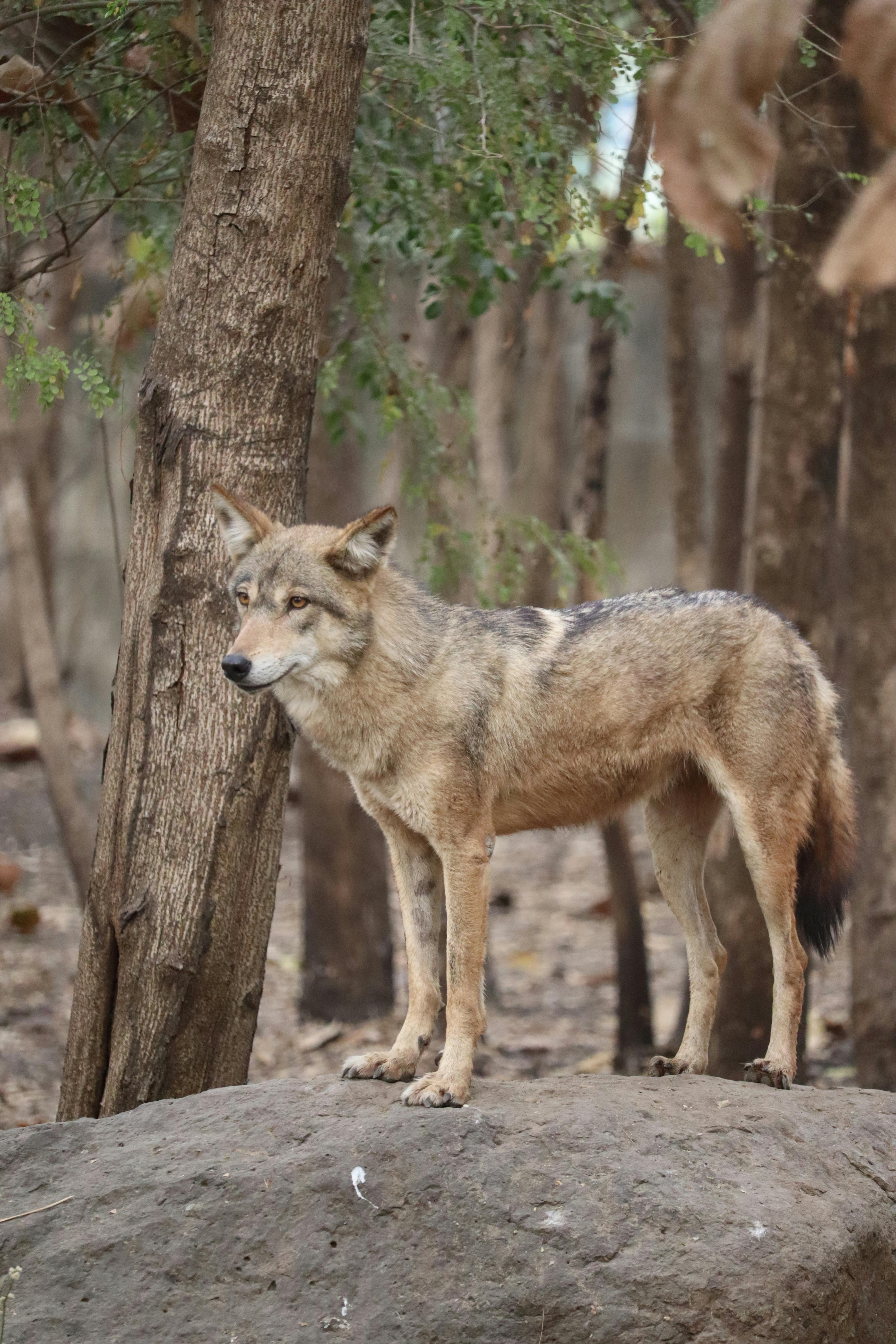 Indian wolf standing on rock in a forest in Pune, India, showcasing natural habitat.