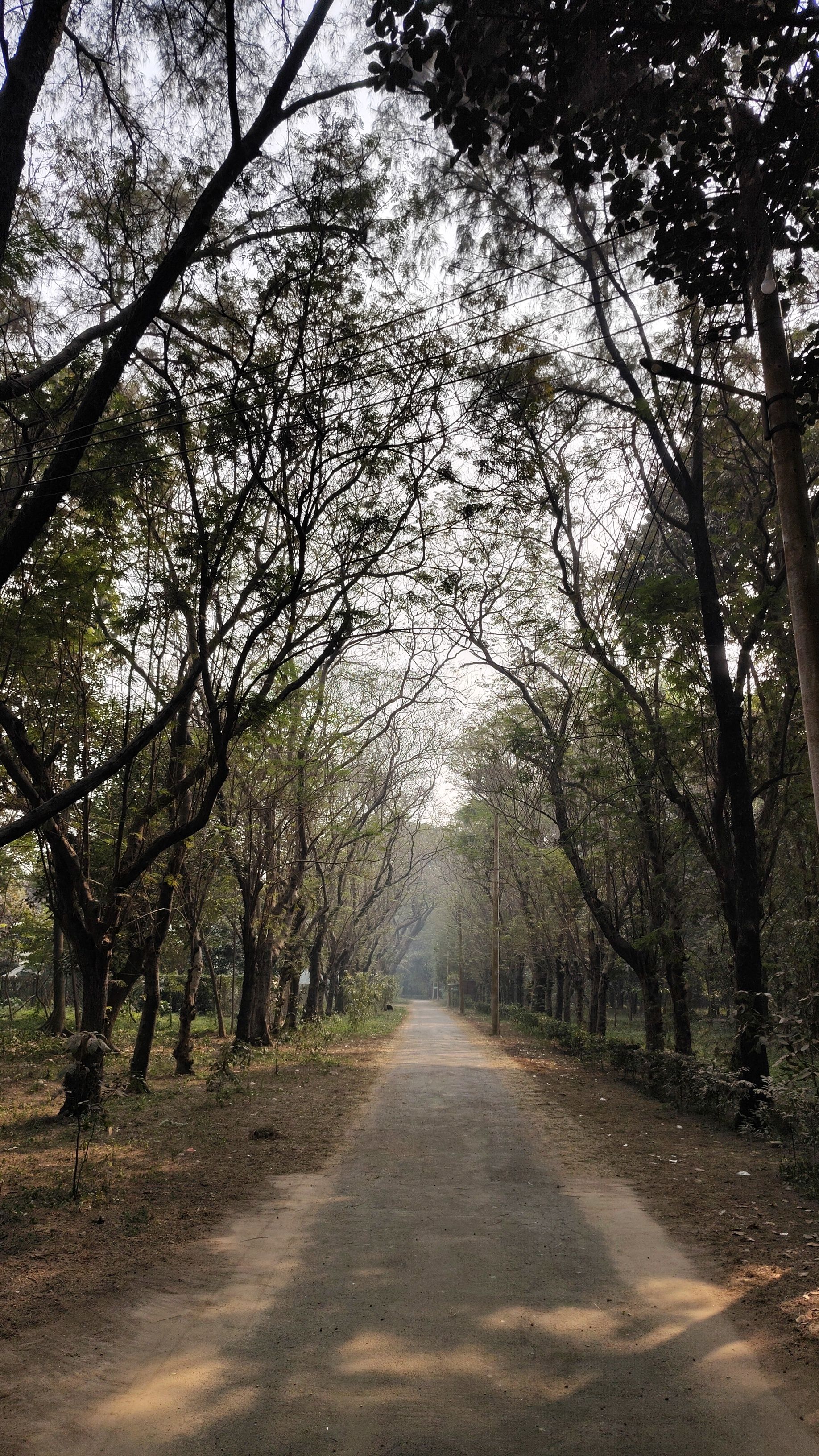 A quiet, tree-lined pathway in Dhaka, Bangladesh, offering a tranquil escape.
