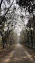 Serene Tree-Lined Path in Dhaka, Bangladesh