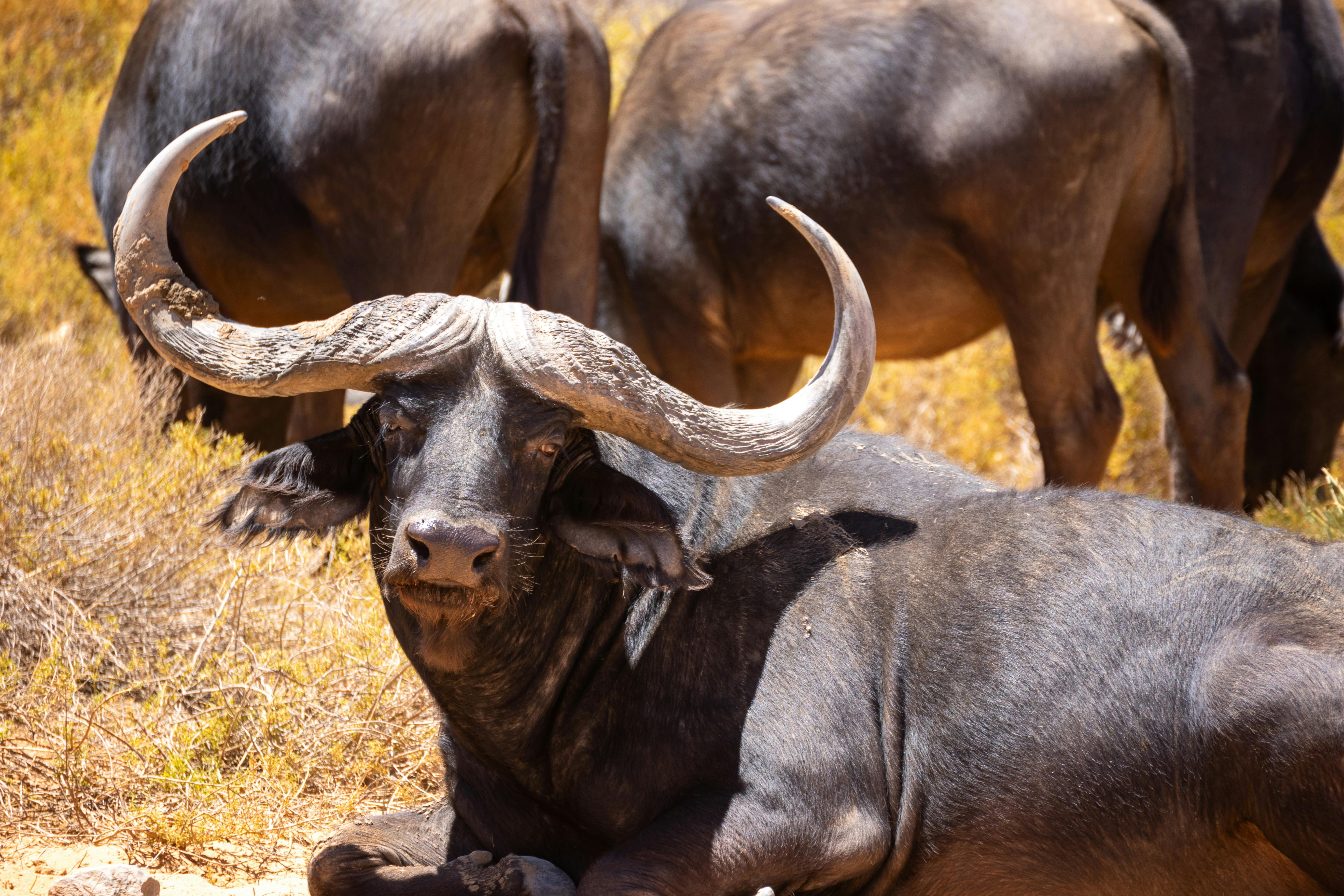 Cape Buffalo