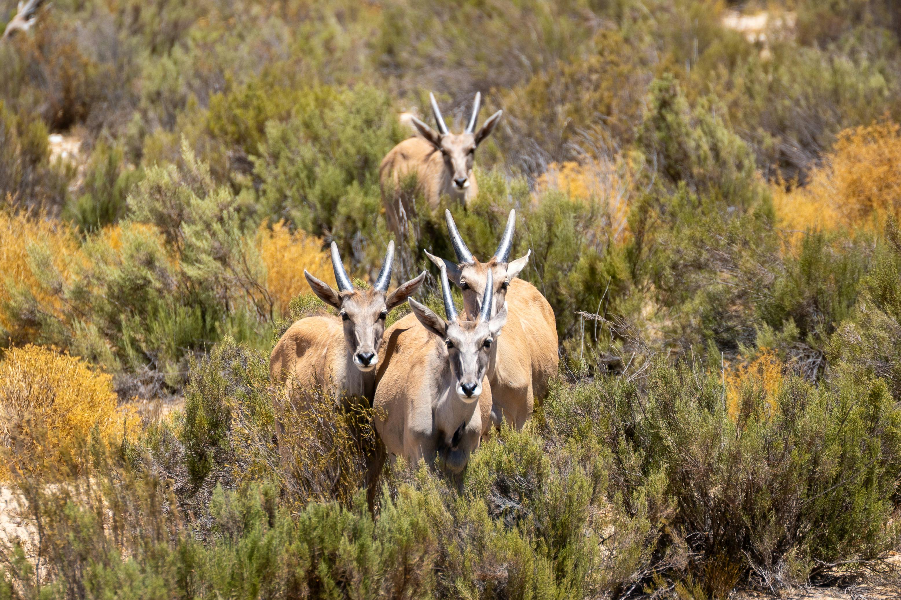 Big Horn Outdoor Adventure Show returns to Spokane — Photo by Jörg Hamel on Pexels