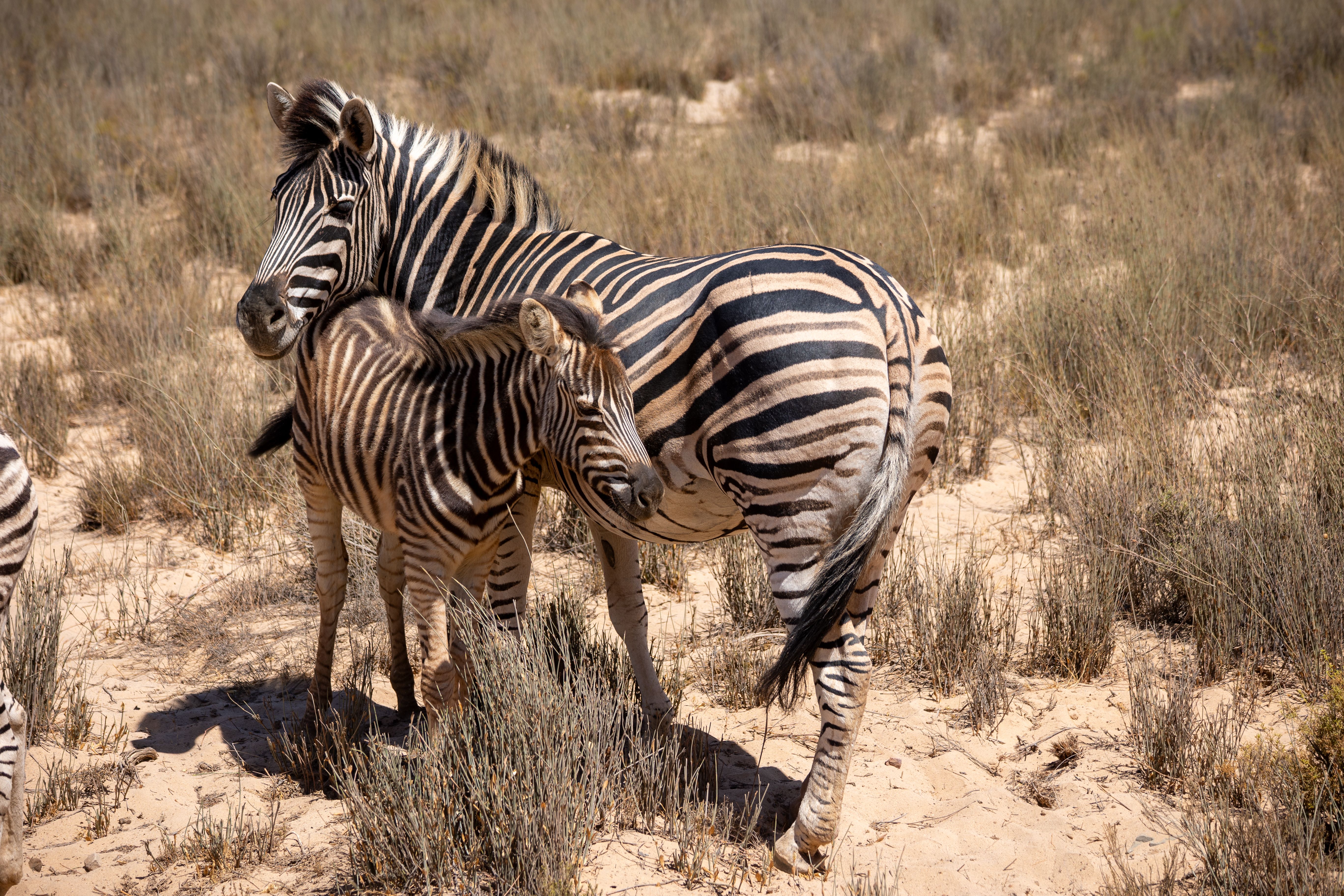 Mother and baby zebra standing together in South African savannah.