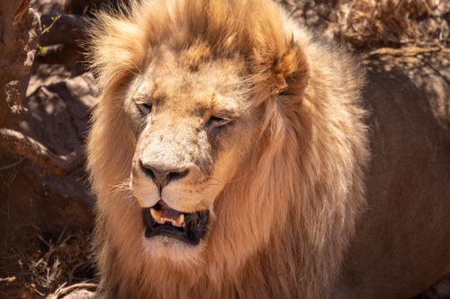 Free Close-up of a lion in South Africa showcasing its mane under the sun. Stock Photo