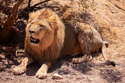 Free A powerful lion rests under the African sun, showcasing its regal mane and natural habitat. Stock Photo