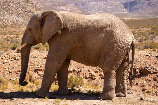 elephant photo
