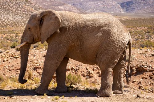 Free African elephant standing in rugged South African terrain, showcasing nature's grandeur. Stock Photo