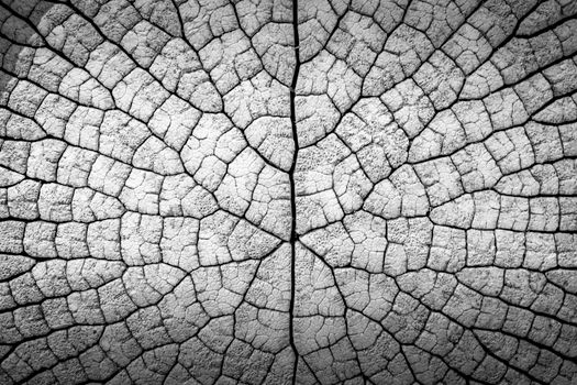 High-resolution black and white image of a dried leaf's intricate cracked texture.
