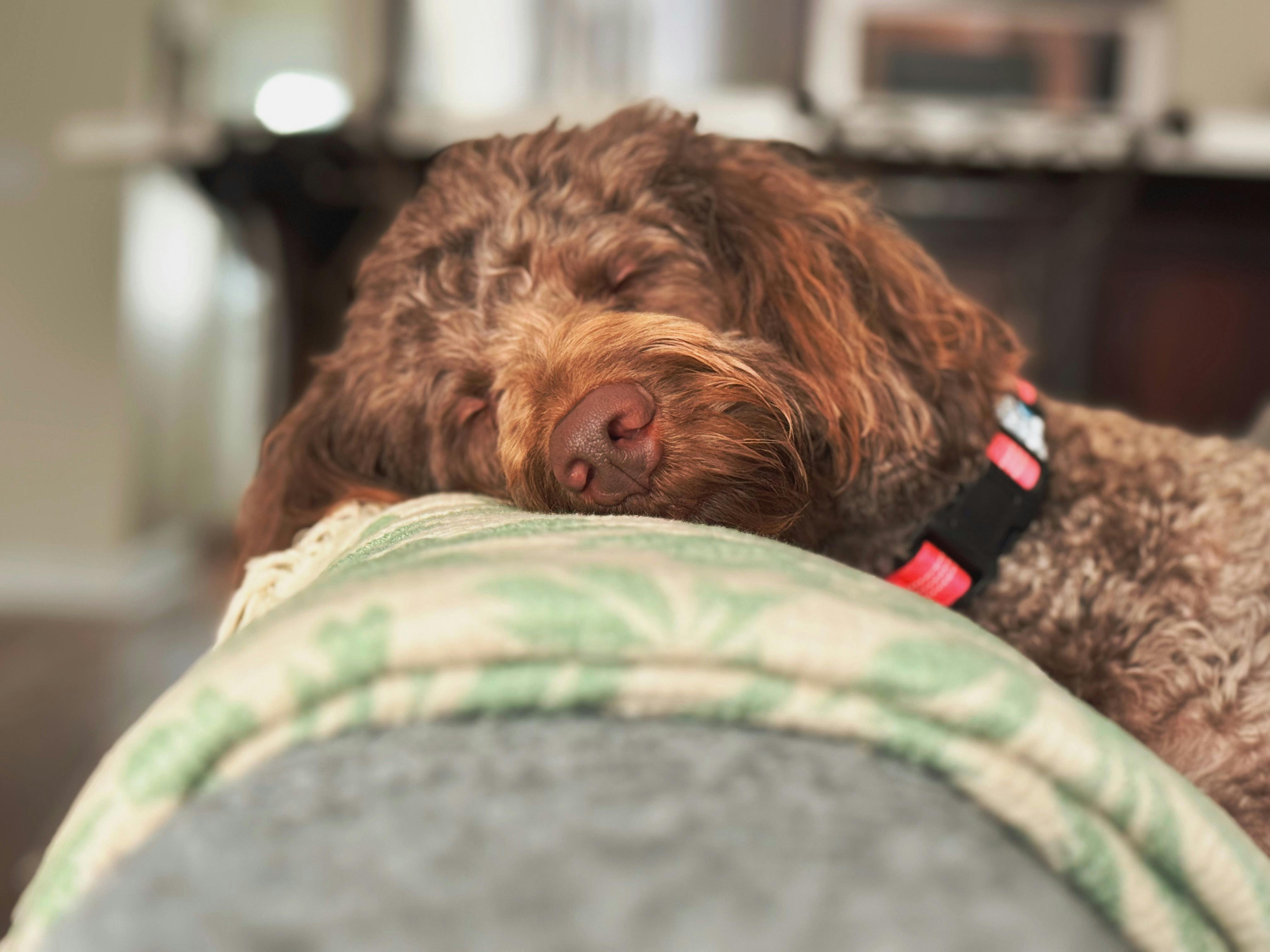 pet care pet safety — Photo by Akshay  Nayak on Pexels