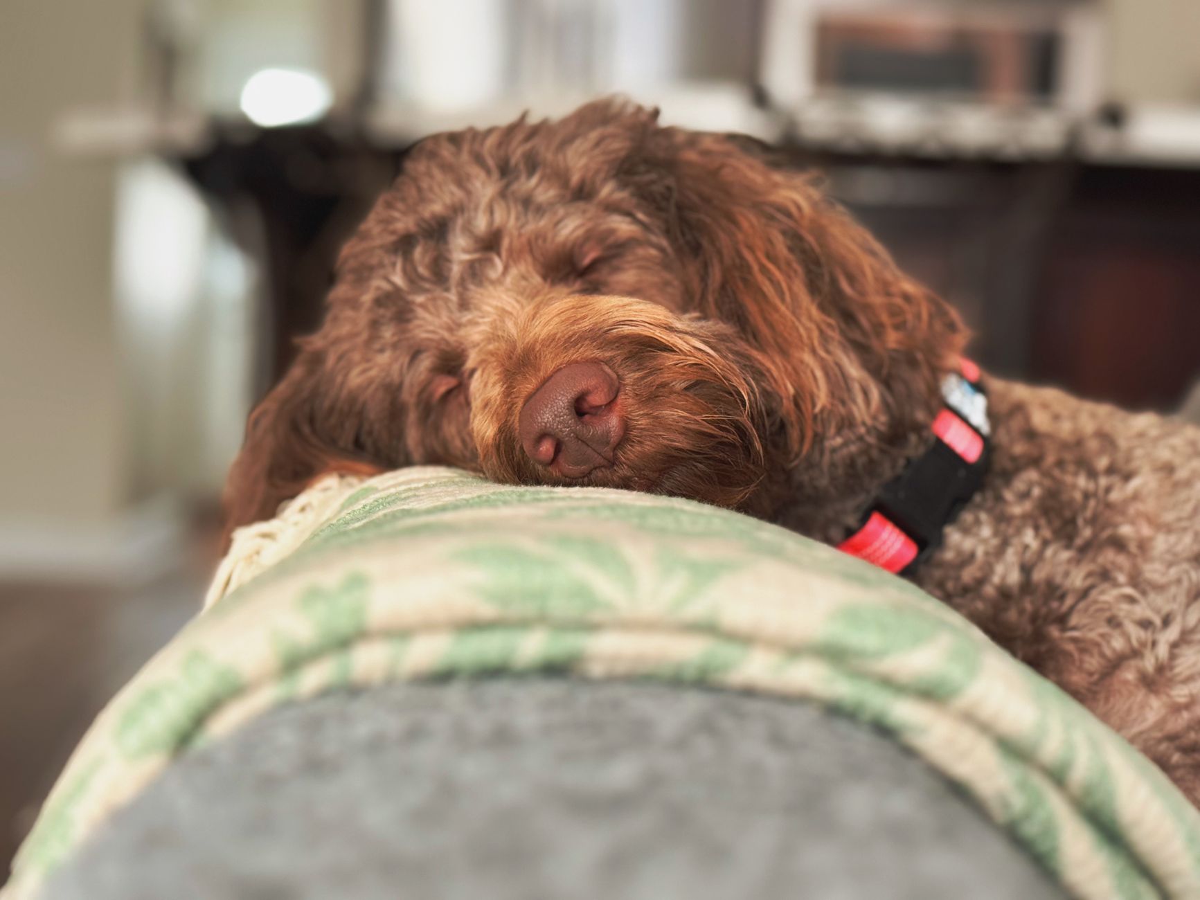 Dog Nightmare: Sister Dog Comforts Brother in Heartwarming Video