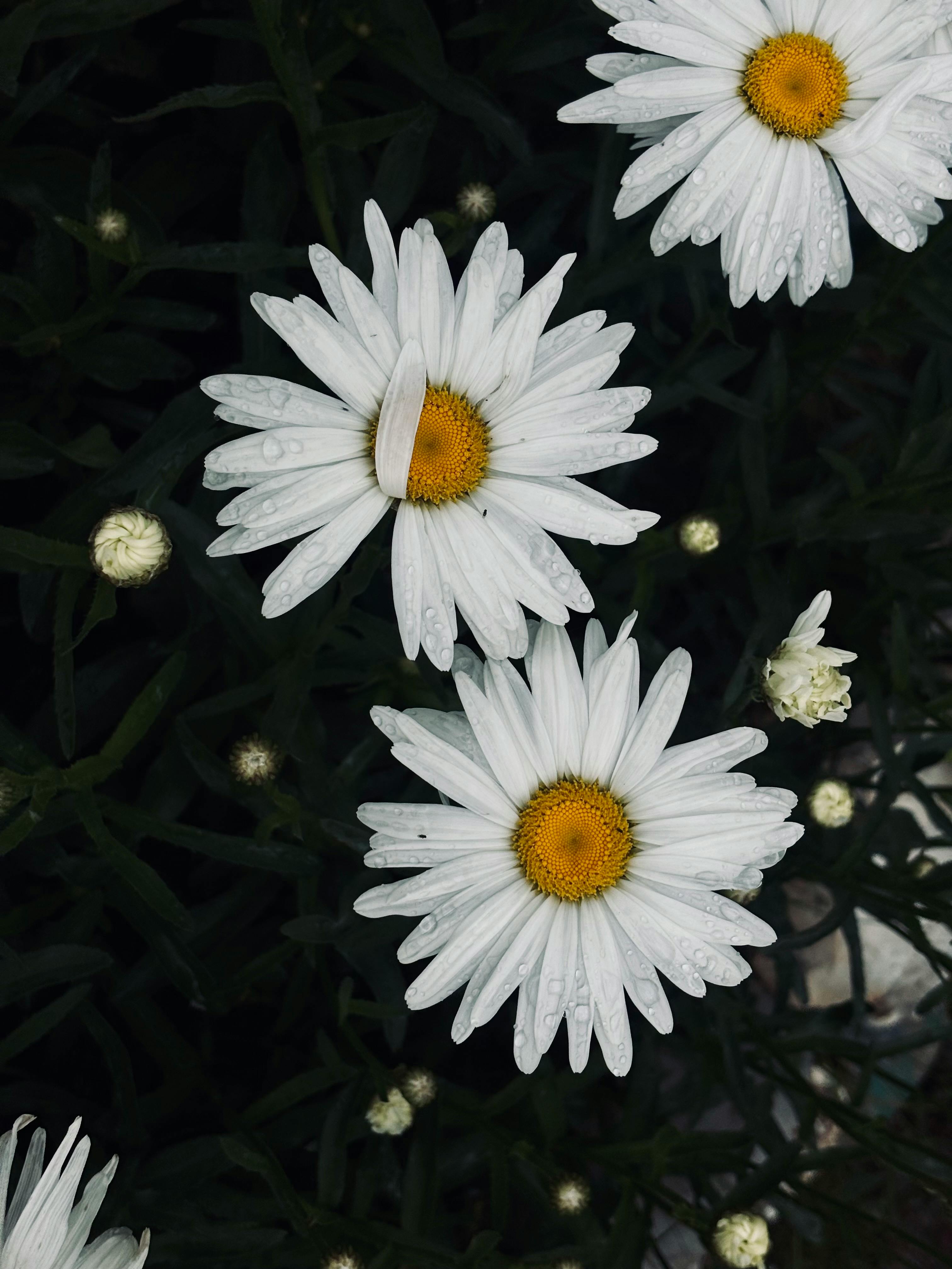 Common Daisy Flower Growing on Green Grass · Free Stock Photo