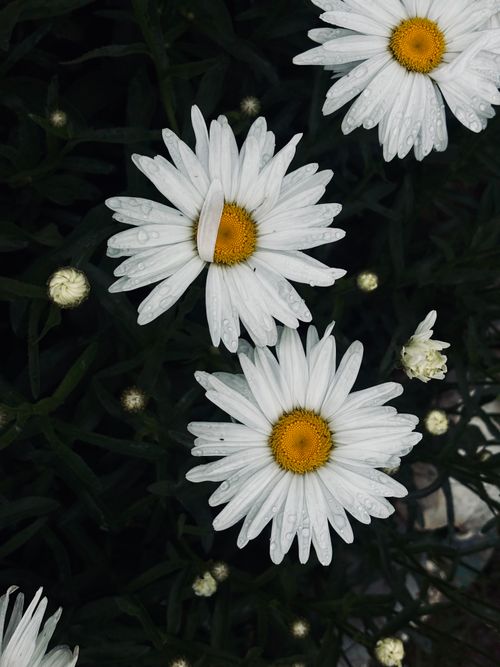 Free A close-up shot of fresh white daisies with dew drops, set in a lush green background, conveying tranquility. Stock Photo